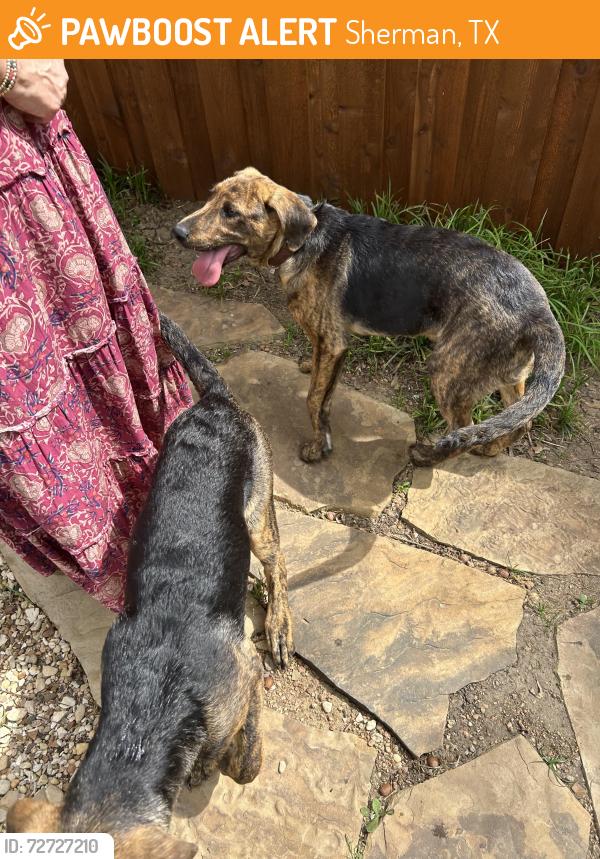 Found/Stray Male Dog last seen Taylor and Texas, Sherman, TX 75092