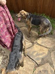 Found/Stray Male Dog last seen Taylor and Texas, Sherman, TX 75092