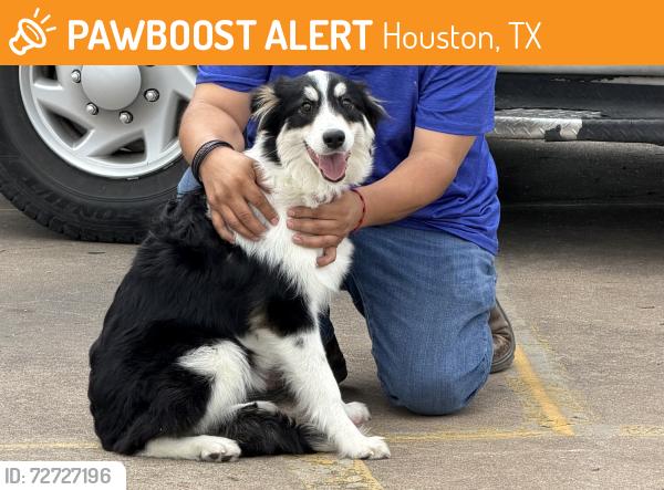 Found/Stray Female Dog last seen Near North Loop W Fwy (610), Houston, TX 77018 (old Taco Cabana), Houston, TX 77018