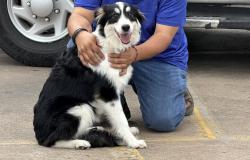 Found/Stray Female Dog last seen Near North Loop W Fwy (610), Houston, TX 77018 (old Taco Cabana), Houston, TX 77018