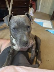 Found/Stray Female Dog last seen Wendy’s on pearmen dairy , Anderson, SC 29625