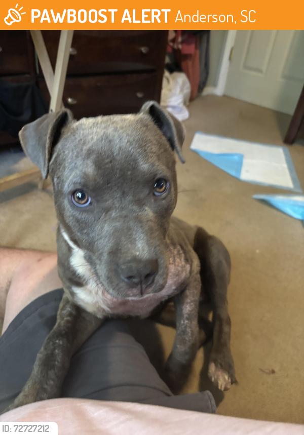 Found/Stray Female Dog last seen Wendy’s on pearmen dairy , Anderson, SC 29625
