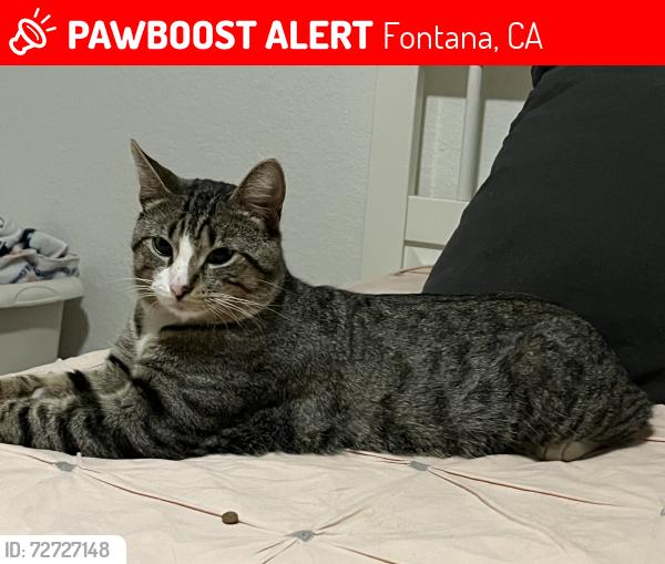Lost Male Cat last seen Juniper Ave & Holly Dr, Fontana, CA 92335