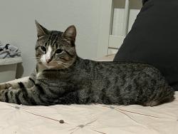 Lost Male Cat last seen Juniper Ave & Holly Dr, Fontana, CA 92335