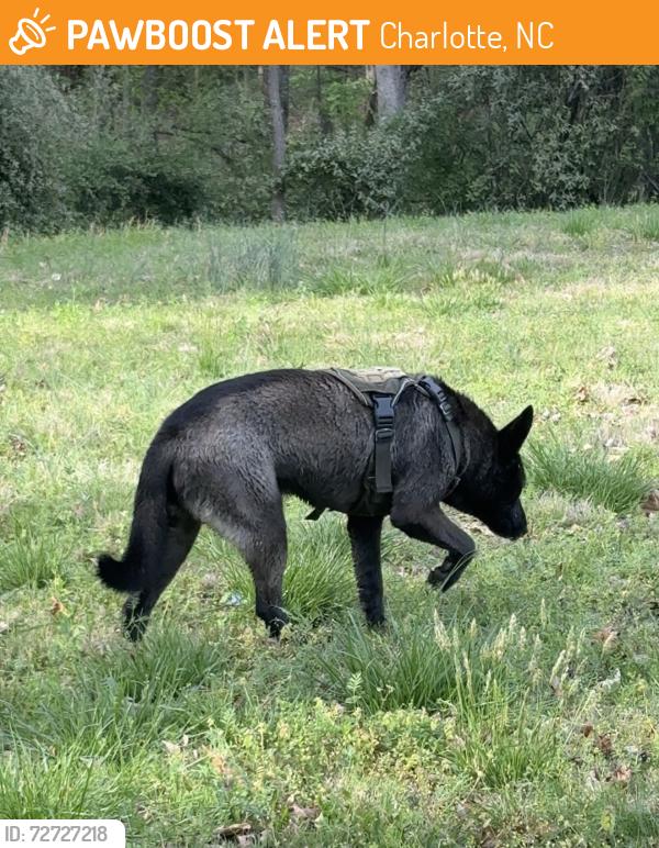 Found/Stray Male Dog last seen Harrisburg Rd and Cedarbrook Dr, Charlotte, Charlotte, NC 28215