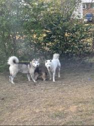 Found/Stray Unknown Dog last seen Shenandoah and Doyle ct, Fayetteville, NC 28304
