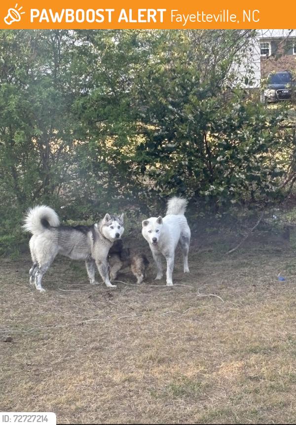 Found/Stray Unknown Dog last seen Shenandoah and Doyle ct, Fayetteville, NC 28304
