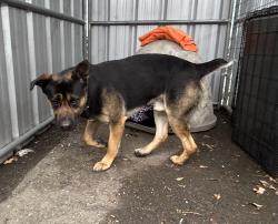 Found/Stray Male Dog last seen Andover St / Norton St, San Leandro, CA 94579