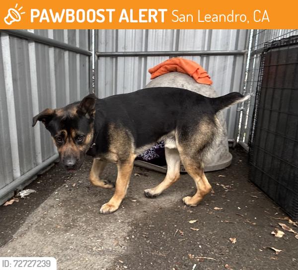 Found/Stray Male Dog last seen Andover St / Norton St, San Leandro, CA 94579