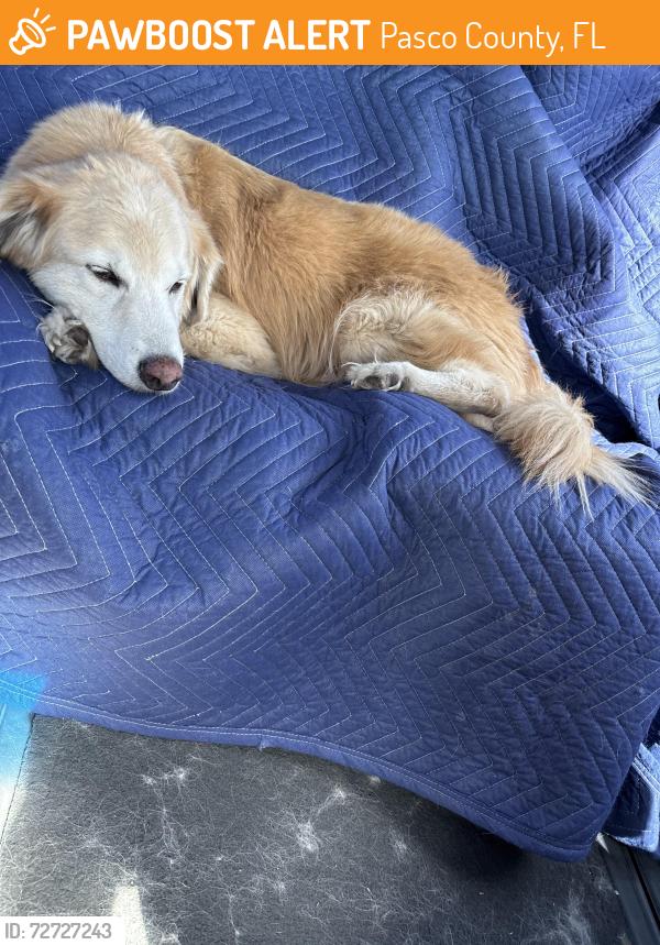 Found/Stray Male Dog last seen Seven springs, Pasco County, FL 34638