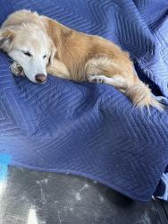 Found/Stray Male Dog last seen Seven springs, Pasco County, FL 34638