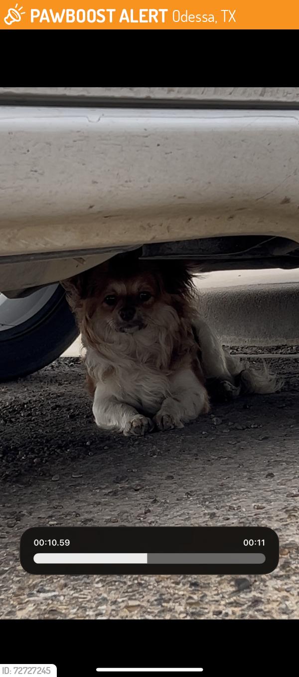 Found/Stray Unknown Dog last seen DS office parking lot , Odessa, TX 79766