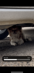 Found/Stray Unknown Dog last seen DS office parking lot , Odessa, TX 79766