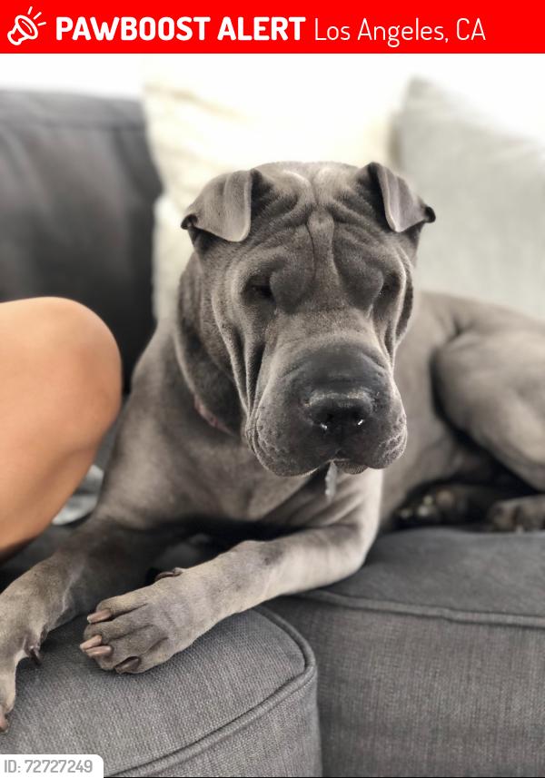Lost Female Dog last seen Vermont, Los Angeles, CA 90710