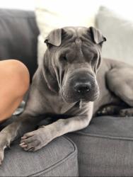 Lost Female Dog last seen Vermont, Los Angeles, CA 90710