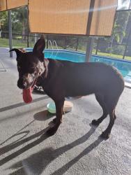 Found/Stray Female Dog last seen SW 9th Street and S Fig Tree Lane, Plantation, FL 33317