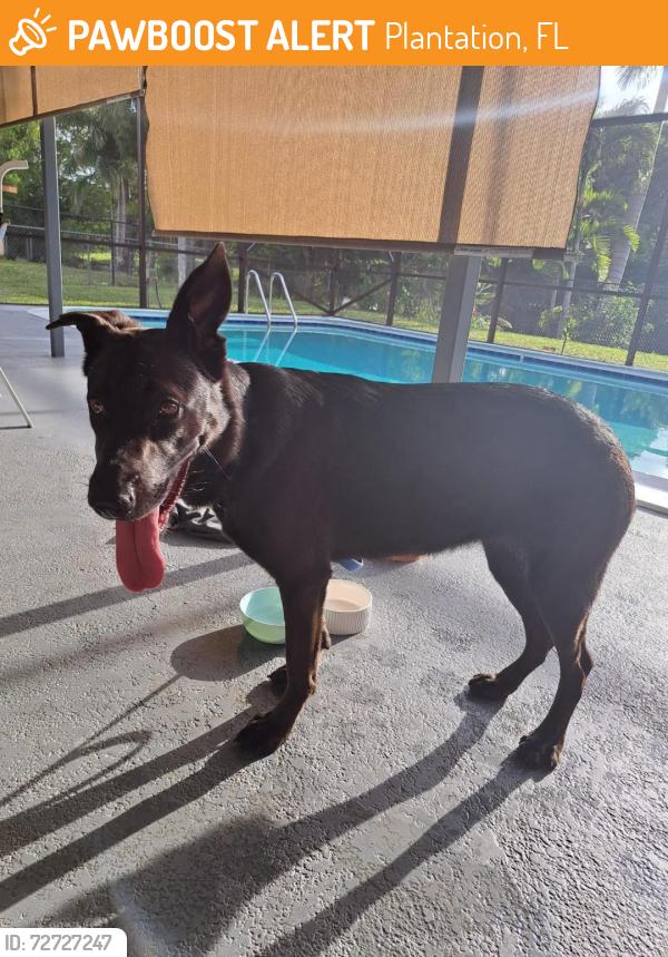 Found/Stray Female Dog last seen SW 9th Street and S Fig Tree Lane, Plantation, FL 33317