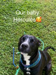 Lost Male Dog last seen Near st margaret st baltimore md 21227, Baltimore, MD 21225