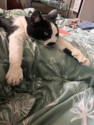 Lost Female Cat last seen Rural and bel de mar, Tempe, AZ 85283