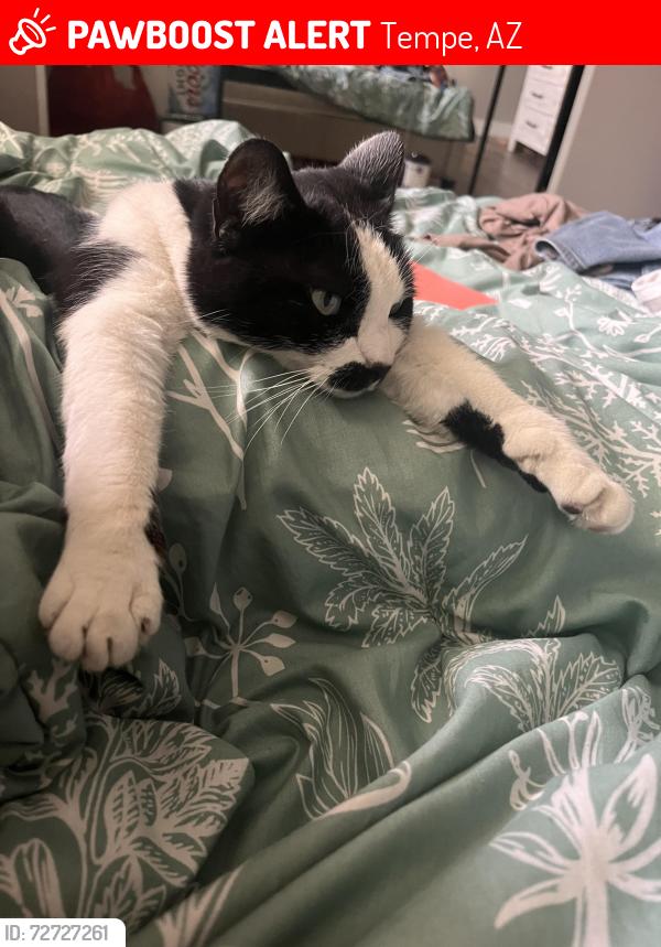 Lost Female Cat last seen Rural and bel de mar, Tempe, AZ 85283