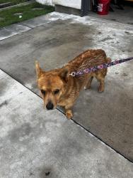 Found/Stray Unknown Dog last seen Arcadian Drive Caldwell, Caldwell, ID 83605