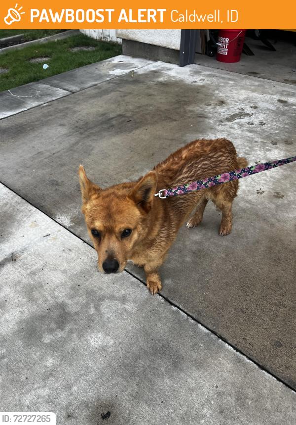 Found/Stray Unknown Dog last seen Arcadian Drive Caldwell, Caldwell, ID 83605