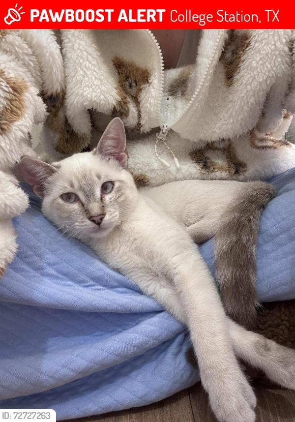 Lost Male Cat last seen Greens Prarie & Wellborn, College Station, TX 77845