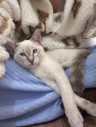 Lost Male Cat last seen Greens Prarie & Wellborn, College Station, TX 77845