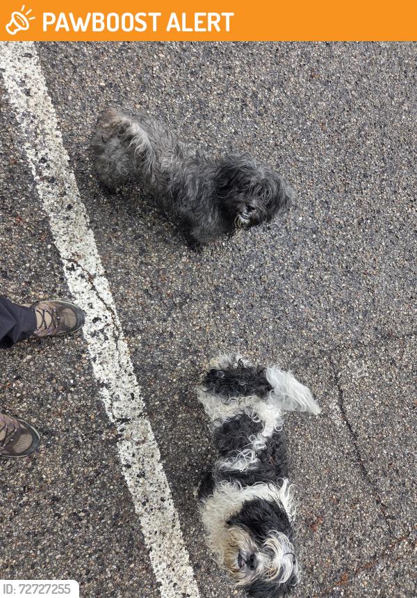 Found/Stray Unknown Dog last seen Rentschler Metropark Trails, Fairfield Township, OH 45011