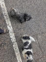Found/Stray Unknown Dog last seen Rentschler Metropark Trails, Fairfield Township, OH 45011