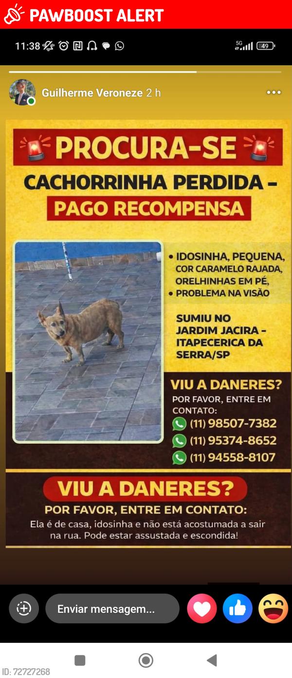 Lost Female Dog last seen R Olavo Bilac , Rod. José Simões Louro Júnior, SP 06865-800