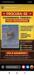 Lost Female Dog last seen R Olavo Bilac , Rod. José Simões Louro Júnior, SP 06865-800