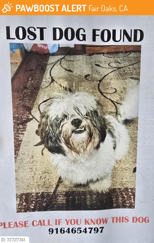 Found/Stray Unknown Dog last seen Hazel and Sunset , Fair Oaks, CA 95628