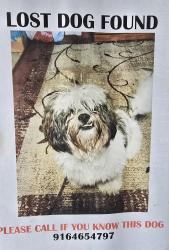 Found/Stray Unknown Dog last seen Hazel and Sunset , Fair Oaks, CA 95628