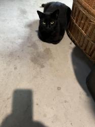 Found/Stray Unknown Cat last seen Patton/Olive, Bakersfield, CA 93308