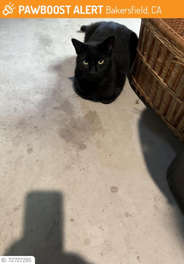 Found/Stray Unknown Cat last seen Patton/Olive, Bakersfield, CA 93308
