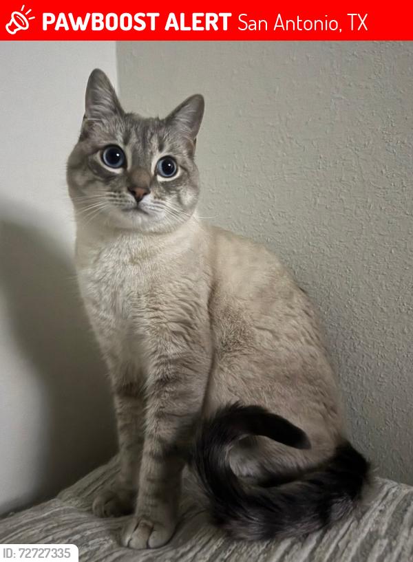 Lost Male Cat last seen Us Hwy 281, San Antonio, TX 78260