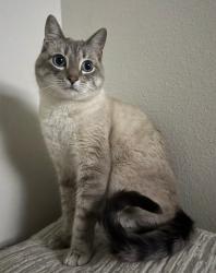 Lost Male Cat last seen Us Hwy 281, San Antonio, TX 78260