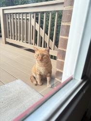 Lost Male Cat last seen Tupelo Dr. , Augusta, GA 30909