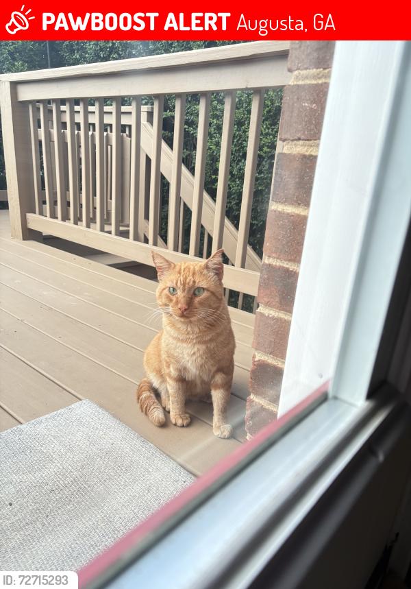 Lost Male Cat last seen Tupelo Dr. , Augusta, GA 30909