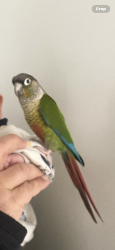 Lost Male Bird last seen Sutton road , Southend-on-Sea, England SS2