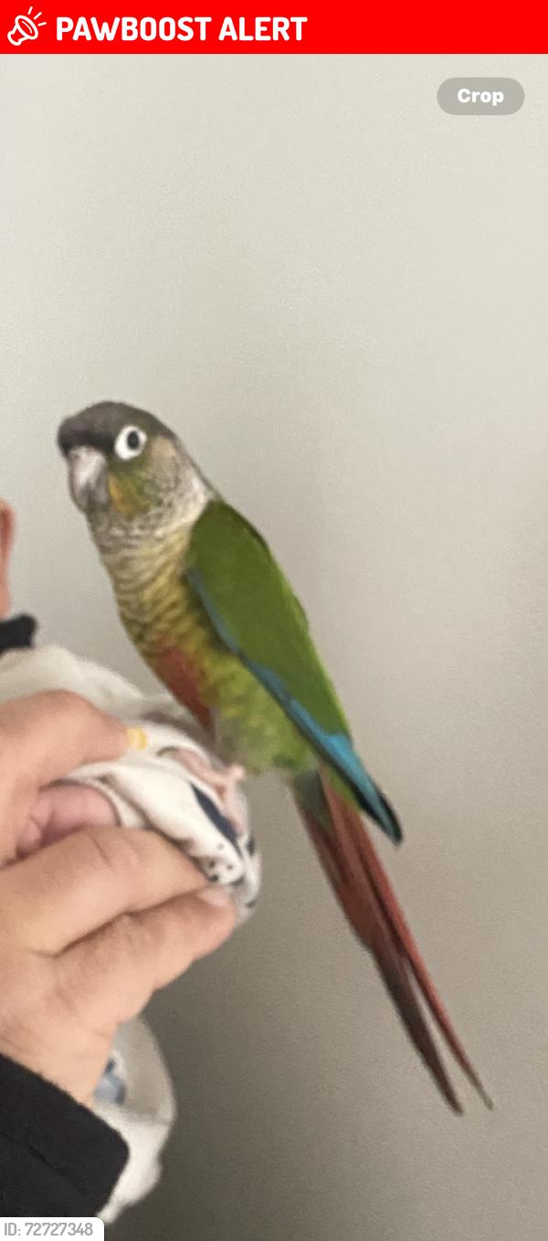 Lost Male Bird last seen Sutton road , Southend-on-Sea, England SS2