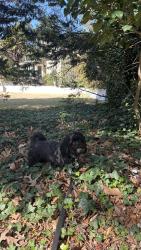 Lost Male Dog last seen Near the marsh entering Bay Colony by the Burger King, Virginia Beach, VA 23451