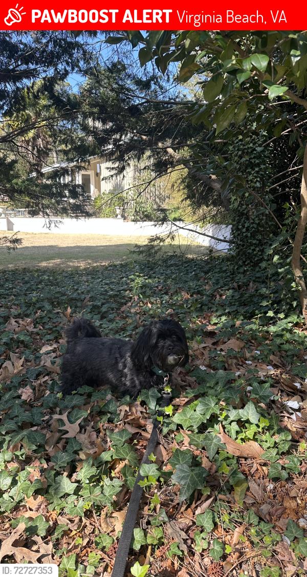 Lost Male Dog last seen Near the marsh entering Bay Colony by the Burger King, Virginia Beach, VA 23451