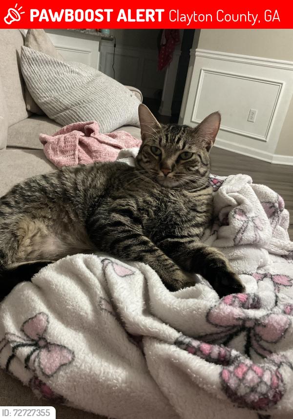 Lost Female Cat last seen Neighborhood , Clayton County, GA 30236