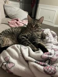 Lost Female Cat last seen Neighborhood , Clayton County, GA 30236