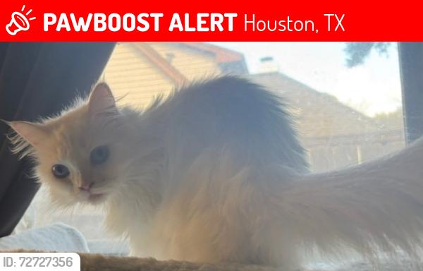 Lost Female Cat last seen Balcrest and Archmont Dr , Houston, TX 77070