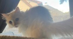 Lost Female Cat last seen Balcrest and Archmont Dr , Houston, TX 77070