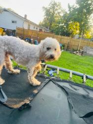 Lost Male Dog last seen Oakwood, Glen Burnie, MD 21061