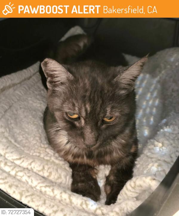 Found/Stray Female Cat last seen Redlands, Bakersfield, CA 93305